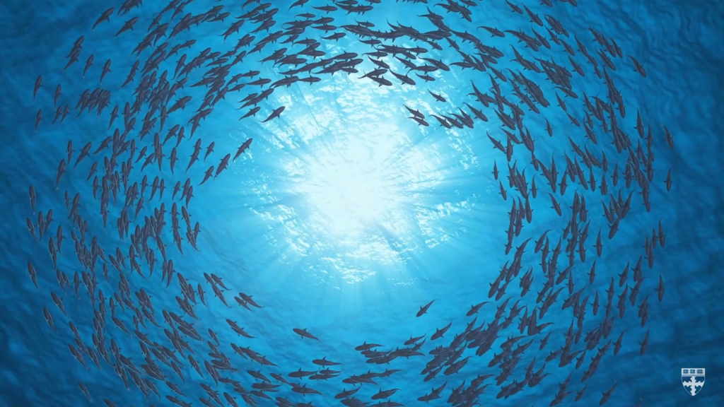 fish sychronized behavior