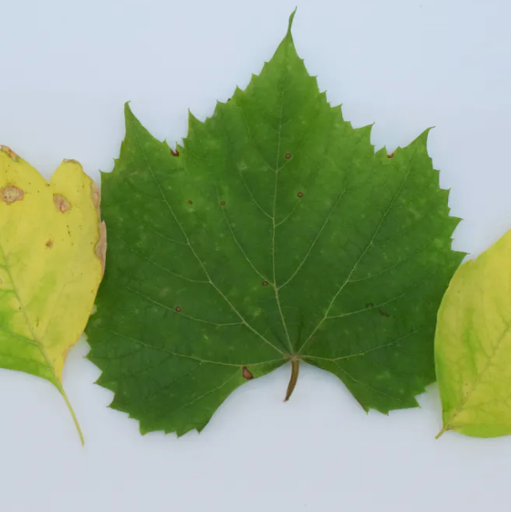 Plant health detector