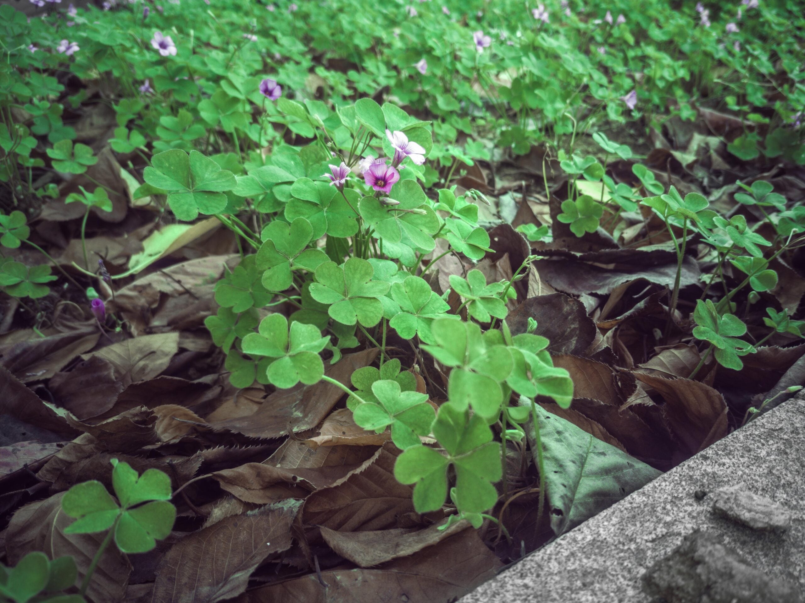 48mp camera module sample photo flowers